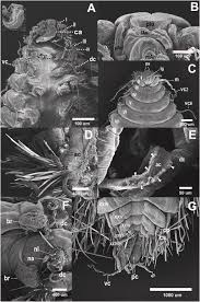 Image result for Alloeochaete namuliensis