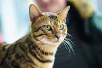 Most Intelligent Cat Breeds | Choosing The Right Cat For ...