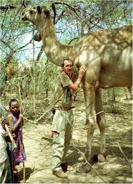 Dromedarius) and the wild bactrian camel (c at the top of the humps, the average height is 213 cm (6.99 ft). How Much Bigger Was Paracamelus Compared To A Dromedary