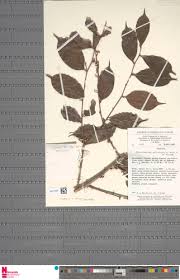 Image result for Cleistanthus polystachyus