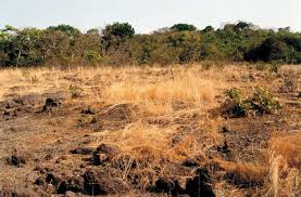 Image result for Crepidorhopalon goetzei