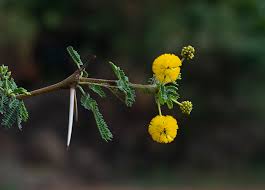 Image result for Embelia nilotica