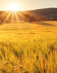 Avis de décès de M. Marcel Brochu