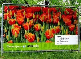 Der britzer garten ist zu jeder jahreszeit schön, herrliche blumenarrangements, weitläufige wiesen, tolle kinderspielplätze, hundefrei, meherere kleine imbisse und ein nettes cafe am see. Pflanzen Hydrokultur Hydrotip Tulipan 2019 Im Britzer Garten
