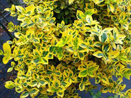 We did not find results for: Wintercreeper Euonymus Emerald Gold Half Tige 130cm Euonymus Fortunei Emerald N Gold Half Tige 130cm Celastraceae Sms Marmara Group