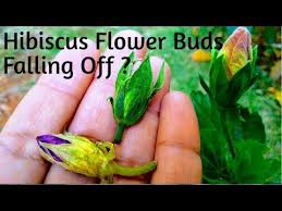 Maybe you would like to learn more about one of these? Buds Falling In Hibiscus How To Cure Bud Falling Before Blooming Youtube