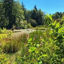 Welcome to mclane creek nature trail! Mclane Creek Trail Olympia