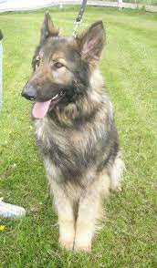 Shiloh Shepherd Bigger More Even Tempered And Better Hips Than A German Shepherd An Shiloh Shepherd Shiloh Shepherd Dog German Shepherd Breeders