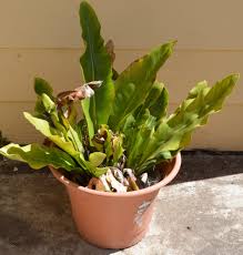 Propagation Bird Of Paradise Rhizome Frugal Gardening Birds Nest Fern Badly Needs Repotting Infobarrel Images Frugal Gardening Bird Nest Fern Plants