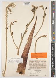 Image result for Aloe bicomitum