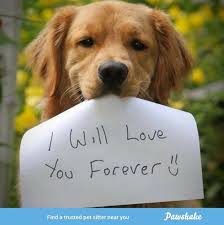 Members around the world tell us their lives have changed thanks to pet sitting. Pawshake Pet Sitting Dog Sitting Dog Boarding Pawshake Twitter