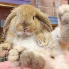 迷兔館- 品種兔的專家健康兔的首選