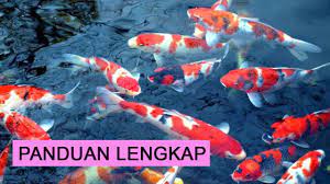 Sedangkan kalau di tambak tanah, tidak perlu itu semua, jelasnya. Cara Budidaya Ikan Koi Bagi Pemula Agar Cepat Besar Youtube