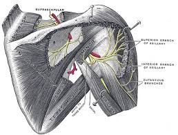 Muscles of the shoulder are a group of muscles surrounding the shoulder joint, which move and provide support to the said joint. Posterior Shoulder Muscles Radiology Case Radiopaedia Org