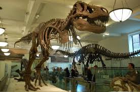 Voyage A New York 3 Musee D Histoire Naturelle Et Macy S Paperblog Musee Histoire Naturelle Voyage New York Musee