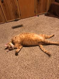 Maybe you would like to learn more about one of these? Yoga Kitty Aww