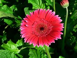 Gerbera daisy happy green mix x 12 live plant plugs unlabeled, a surprise in every bloom! Gerbera Daisy Home Garden Information Center