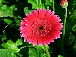 Check spelling or type a new query. Gerbera Daisy Home Garden Information Center