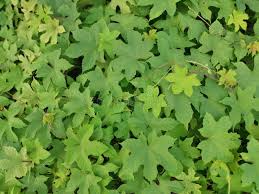 Image result for Lepistemon