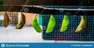 In der nähe için sonuçlar in der şu anda sözlüğümüzde bulunmamaktadır. Gra Ne Schmetterlingskokons In Der Na He Tropische Insektenarten Larven Im Metamorphismus Entomokultur Stockfoto Bild Von Kokon Nahaufnahme 156801588