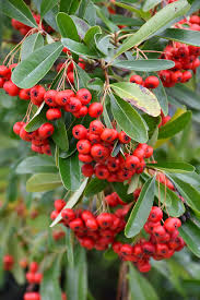 Image result for Pyracantha
