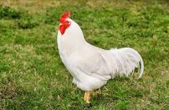 Image result