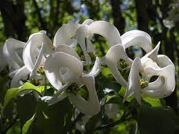 Magic Dogwood Cornus Florida Subspecies Urbiniana Rare Seeds Dogwood Trees Plants