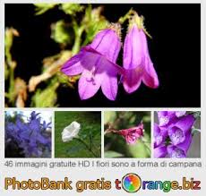 La carta di pura stampo da cottura per campana in carta di pura cellulosa in micronda, con esterno colore marrone e stampa floreale oro e interno colore ecrù, per 750. I Fiori Sono A Forma Di Campana Immagine Bianco Fiore Forma Bell Immagines Fiore 6971 Torange Biz