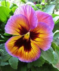 100 Pcs Pack Mexican Imported Pansy Bonsai Wavy Viola Tricolor Pansy Flower Bonsai Potted Plant Diy Home Garden Easy To Grow Wish Pansies Flowers Beautiful Flowers Pansies