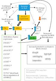We did not find results for: Ijms Free Full Text Elevating Ascorbate In Arabidopsis Stimulates The Production Of Abscisic Acid Phaseic Acid And To A Lesser Extent Auxin Iaa And Jasmonates Resulting In Increased Expression Of Dhar1