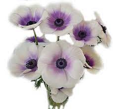 Bicolor Anemone Purple Flowers Anemone Flower Flower Bouquets White Anemone Flower Anemone Flower Wholesale Flowers