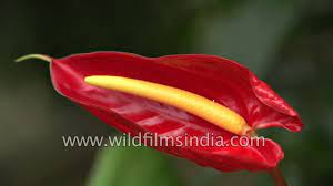 Five Benefits Of Anthurium Flower Buyers Sri Lanka That May Change Your Perspective Anthuri In 2020 Anthurium Flower Anthurium Flowers