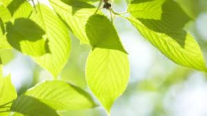 Pourquoi Mon Cerisier Ne Fait Il Que Des Feuilles