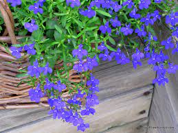Lobelia Love Tips For Growing Lobelia Plants House Of Hawthornes