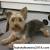 Short Male Yorkie Haircuts