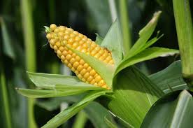 corn ile ilgili görsel sonucu