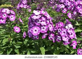 545 "laura Bloem" Images, Stock Photos, 3D objects, & Vectors