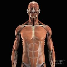 The muscles that move the forearm are located along the humerus, which include the triceps brachii, biceps brachii, brachialis, and brachioradialis. Muscles Of The Upper Body Photograph By Science Picture Co