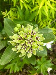 Image result for Asclepias meliodora