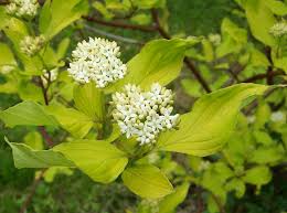 Maybe you would like to learn more about one of these? Cornus Alba Tatarian Dogwood North Carolina Extension Gardener Plant Toolbox