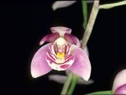 Image result for Ottelia kunenensis