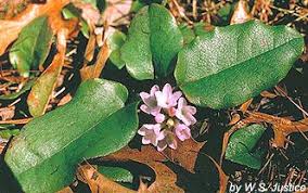 Image result for Aeollanthus repens