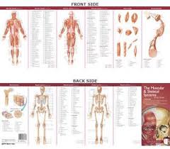 buy anatomical chart companys illustrated pocket anatomy