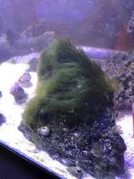 Green Hair Algae Can I Keep It Reef2reef Saltwater And Reef Aquarium Forum
