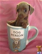 Mini dachshund puppies for sale: Dachshund Puppies For Sale In California