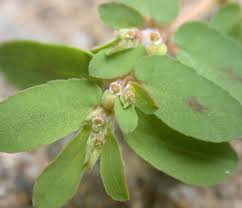 Image result for Euphorbia indica