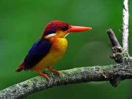 Karnala Bird Sanctuary In Maharashtra India Most Beautiful Birds Pet Birds Kingfisher