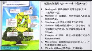 Sel boleh dibahagikan kepada 2 jenis iaitu sel haiwan dan sel tumbuhan. Tingkatan 1 Sains Fungsi Struktur Sel Haiwan Dan Sel Tumbuhan ä¸­æ–‡è®²è§£ 1 Youtube