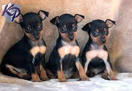 Pin On Miniature Pinscher Puppy