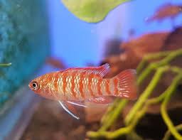Join to listen to great radio shows, dj mix sets and podcasts. Scarlet Badis Care Guide Diet Lifespan Tank Mates Size